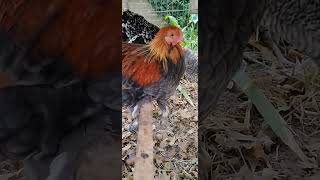 golden bantam brahma [upl. by Naus]