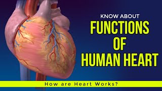 Functions of Human Heart  How are Heart Works [upl. by Nikola]