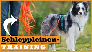 Schleppleinentraining Hund I Richtig trainieren mit der Schleppleine I Vorbereitung auf den Freilauf [upl. by Caputto]