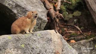 The Pika is Quick and Elusive  America the Beautiful [upl. by Zamir782]