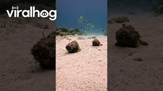 Scorpionfish Take a Stroll on the Sea Floor  ViralHog [upl. by Magnum]