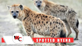 Wanted to Know About Spotted Hyena spottedhyena hyena [upl. by Nauqal]