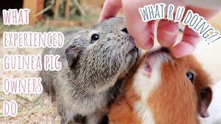 How Experienced Guinea Pig Owner Care Differs From New Owners [upl. by Cornell]