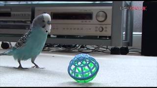 Timothy The Budgie Playing Throw  The  Ball [upl. by Adrianna]