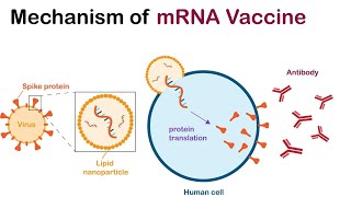 The Transformative Era of mRNA Vaccines  From COVID 19 to Cancer Therapy 4 Minutes [upl. by Stacie604]