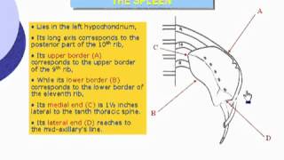 43 Abdomen Surface anatomy of the spleen الدكتور أحمد كمال cxt [upl. by Emalee]