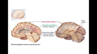 Chapter 1222 Cerebral White Matter and Basal Nuclei BIO201 [upl. by Ullman494]