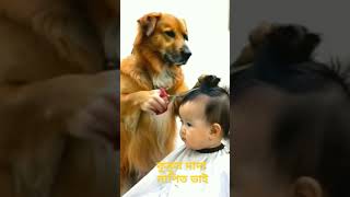 dog hair cutting 2024 short dog hair funny comedy [upl. by Egiaf]