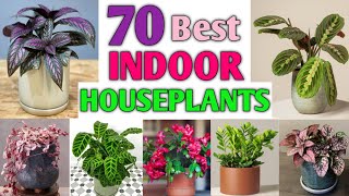 70 Indoor Plants you should know  Indoor Plants type  Plant and Planting [upl. by Drahsar]