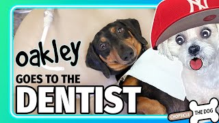 Oakley Goes To the Dentist Reacting to Crusoe The Dachshund by ChopsicleTheDog [upl. by Tate943]