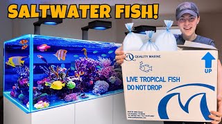 BUYING FISH for My 90G SALTWATER AQUARIUM [upl. by Shwalb]