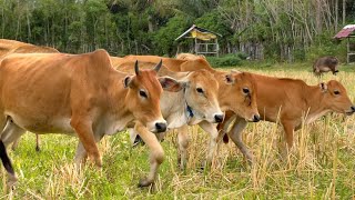 Suara sapi lembu berkeliaran di ladang memanggil kawan untuk pulang ke kandang  Bunyi sapi lucu🐄🐮 [upl. by Paulette722]