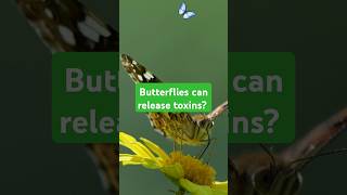 Butterfly A wonder of Nature facts wildlifediversity musicmashup facts shorts [upl. by Smart]