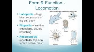 Subphylum Sarcodina  Types of Pseudopodia [upl. by Norok]