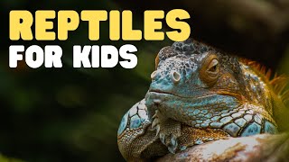 Reptiles for Kids  What is a reptile Learn all about reptiles and their characteristics [upl. by Camm725]