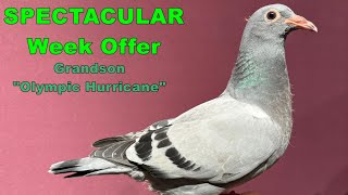 SPECTACULAR Week Offer SOLD [upl. by Bandeen]