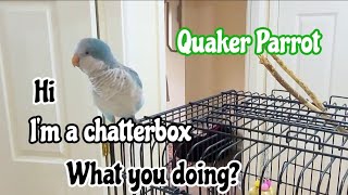 Blue Quaker Parrot Talking with Owner Best Talking Quaker Parrot 🦜 [upl. by Kiona]