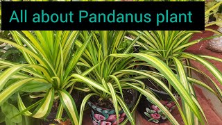 Pandanus plant 🪴 all about Pandanus plant how to grow and care Pandanus plant kewda plant [upl. by Caputo]