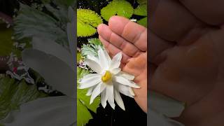 My water lily FINALLY BLOOMED [upl. by Ferdie]