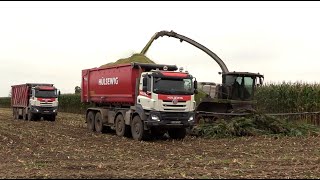 Maïs 2024  Claas Jaguar 990 Terra Trac  2x Tatra  5x Fendt  JCB Fastrac  Deutz  JD  Maisernte [upl. by Happ]