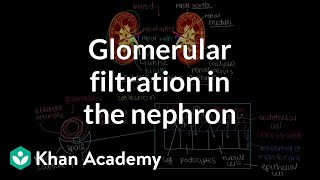 Glomerular filtration in the nephron  Renal system physiology  NCLEXRN  Khan Academy [upl. by Nauqaj849]