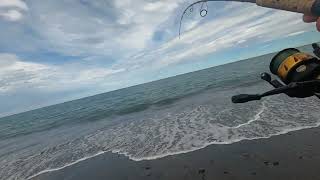 Chasing the Kahawai  Spin Fishing in Kaikoura [upl. by Redep]