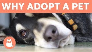 Why to Adopt a Pet and Not Buy 💖 5 REASONS [upl. by Burkhardt]