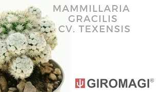 Mammillaria gracilis cv Texensis [upl. by Notned]