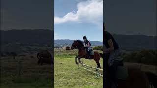 Jumping 40cm subscribe horse equestrain horseriding nohate [upl. by Assyram]