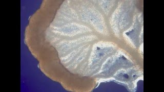 Protoplasmic streaming of Physarum polycephalum [upl. by Groh945]