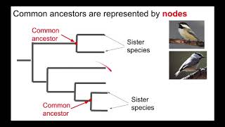 Understanding Phylogenetic Trees [upl. by Vaules]