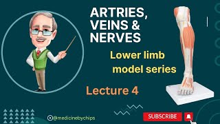 Lower Limb ArteriesVeinsNervesmodel in Urdu amp Hindi anatomy netter 1styearmbbs bdchaurasia [upl. by Idette]