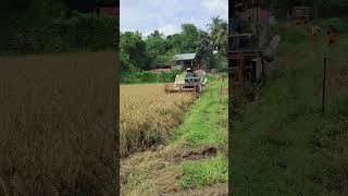 Paddy field [upl. by Tana]