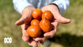 What is achacha and why do we have such a large plantation in Australia 🍊  ABC Australia [upl. by Noerb465]