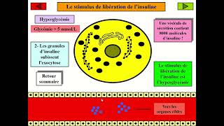 La communication hormonale  La régulation de la glycémie insuline et glucagon [upl. by Grete]