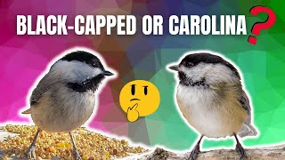 How to Spot the DIFFERENCE  CAROLINA and BLACK CAPPED Chickadees [upl. by Adnamar]