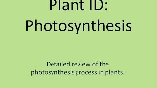 Plant ID Photosynthesis [upl. by Kattie]