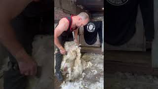 Love shearing Cheviot sheep heiniger [upl. by Gavriella]