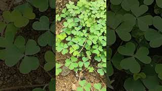 Oxalis plant growing capacity more and more day by day yshortspls likeamp subscribe 🙏🙏🙏🙏 [upl. by Petrick]