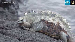 Marine Iguana Fight  Galápagos  Lindblad ExpeditionsNational Geographic [upl. by Pomcroy]