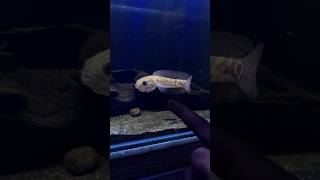 baby asiatica rsws snakehead channaandrao channaasiatica [upl. by Nelson]