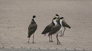 Masked Lapwing 22 [upl. by Reppiks]