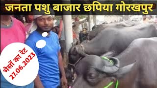 जनता पशु बाजार छपिया गोरखपुर। छपिया मंडी में आई भैसों का रेट जाने। buffalo murrah chhapiya hf [upl. by Elkraps]