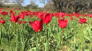 Τουλίπες Χίου  Λαλάδες  Wild Tulips of Chios  Lalades [upl. by Erik189]