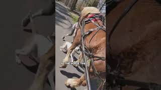 Aggressive Dog Attacks Carriage Horse [upl. by Gronseth763]