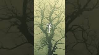 Poison tree explore follow shortsshare slipknot blackmetal kdrama kpop sad explore [upl. by Ruiz764]