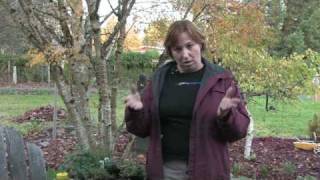 Gardening for Trees amp Plants  What Kinds of Plants Repel Mosquitoes [upl. by Caron465]