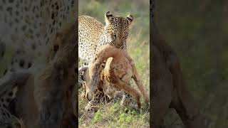 Leopardess drags her kill to nearby tree [upl. by Nichols]