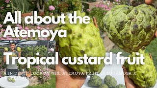 All about the Atemoya tropical custard fruit Annona x Atemoya [upl. by Peugia802]