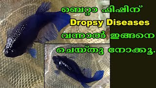 Betta Fish Disease  Dropsy Diseases  Fighter Fish DiseaseBetta Care  Aqua Tales  Das Intermedia [upl. by Pish]